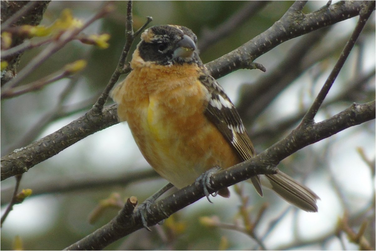 Forbes Point, NS - May 8, 2022